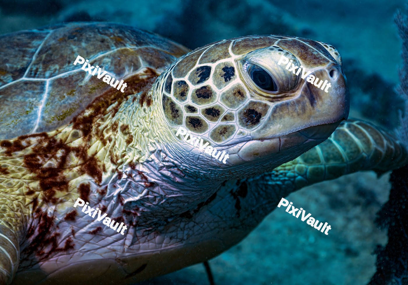 Green sea turtle